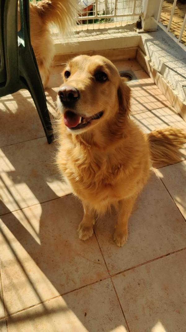 Stella, una meravigliosa Golden Retriver Foto 4